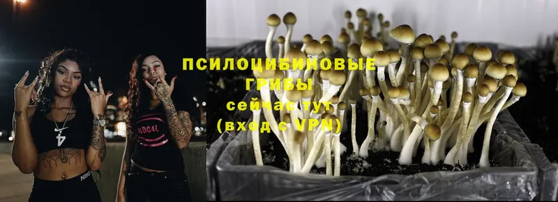 Псилоцибиновые грибы Psilocybine cubensis  KRAKEN вход  Гурьевск 